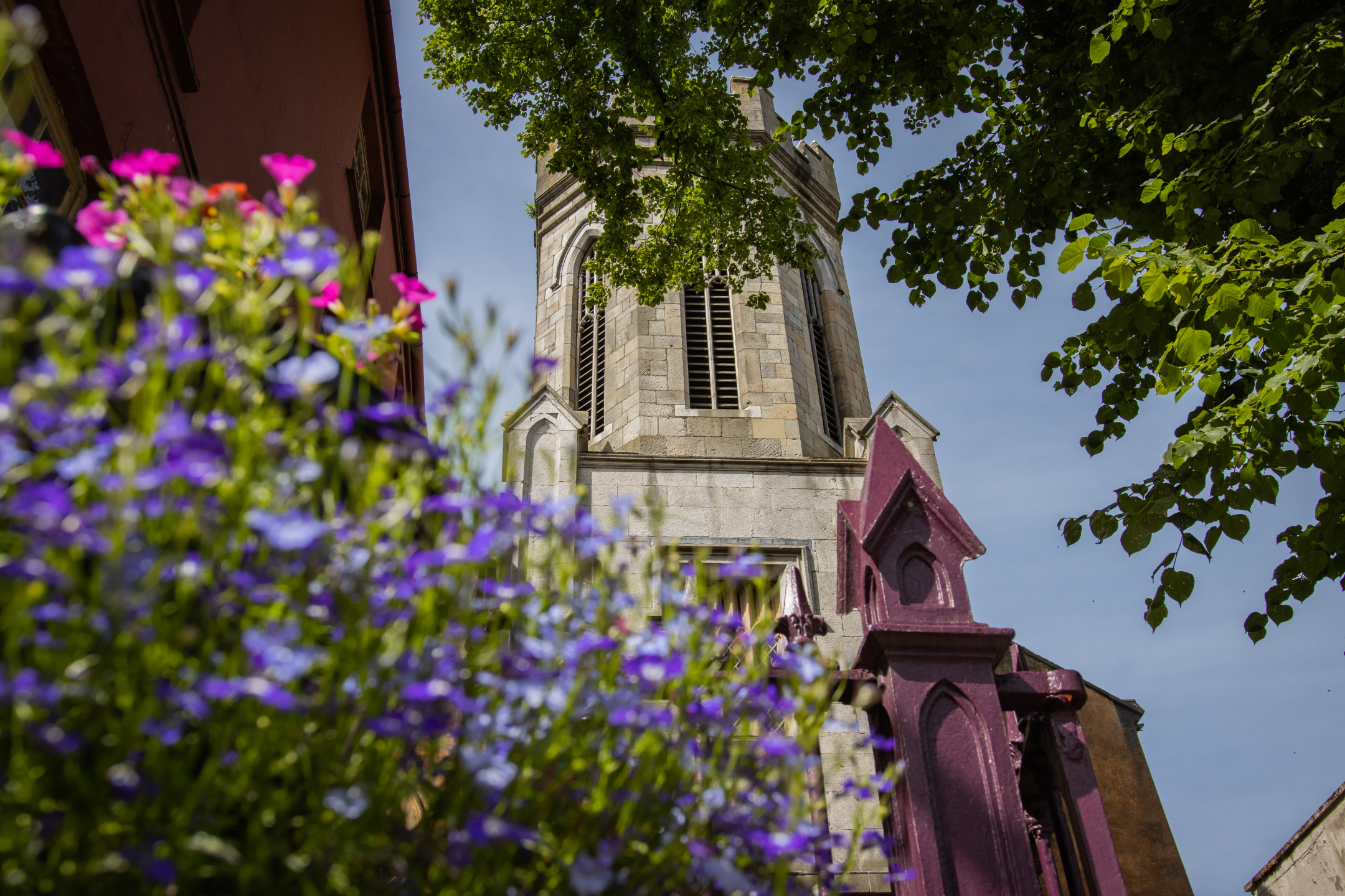The tower of St Peter&rsquo;s Cork seen through flowers and leafy branches on a bright day.
